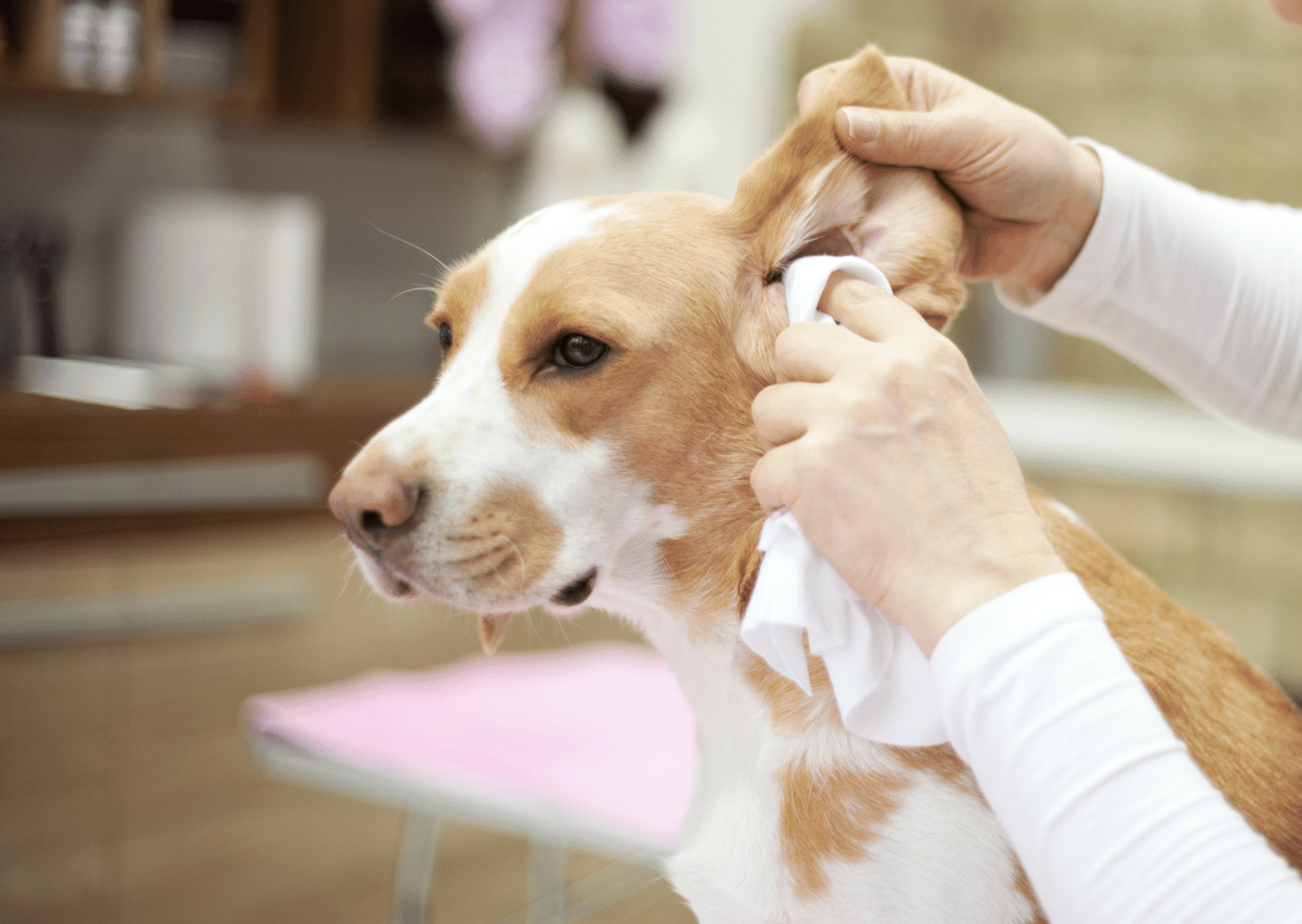 外耳 人気 炎 犬 シャンプー